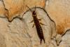 Euborellia sp.
